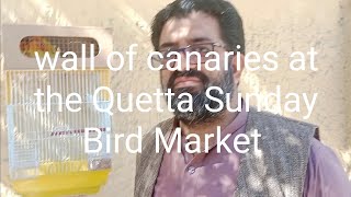 wall of canaries at the Quetta Sunday Bird Market at Malibagh opposite islamia school mechongi road [upl. by Aisset]