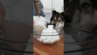 How To Make Snow Ice Cream For Dogs shorts [upl. by Ahsyat469]