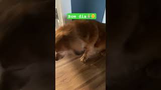 Pitoco adora rock  Bom dia  cachorro cachorros dogshorts doglovers dogvideos dog [upl. by Betty]