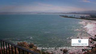 Monterey Bay Aquarium  School of Anchovies [upl. by Tshombe656]