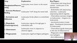 7 STEPS OF LEUKOCYTE RECRUITMENT [upl. by Etty98]