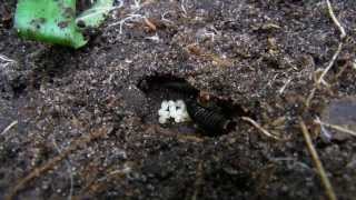 Earwigs and Baby Earwigs [upl. by Ajaj88]