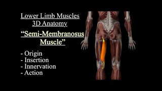 Semimembranosus Muscle Anatomy Origin Insertion Innervation And Action Function Motion [upl. by Greenwell]