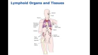 Chapter 15 Innate and Adaptive Immunity BIO216 [upl. by Ynnep]