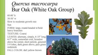 Quercus macrocarpa [upl. by Lanor]