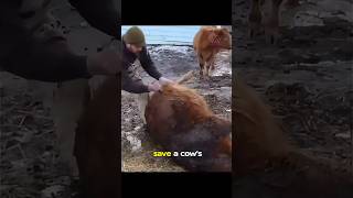 You wont believe how cows suffering from bloating are treated [upl. by Nedearb]