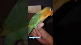 Green Fisher lovebirds birds lotino status price 2024 JamshedAsmiInformativeChannel [upl. by Enitnelav734]