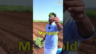 Intercropping 🌼💰  Agrotill  farming agriculture shorts [upl. by Ceevah570]