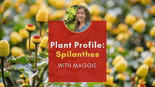 Plant Profile Spilanthes with Maggie [upl. by Waldemar]