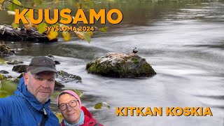 Kitkan koskia  Syysloma Kuusamossa 2024 [upl. by Nassah]