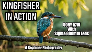 The Ultimate Kingfisher Photography Challenge [upl. by Lebiram]