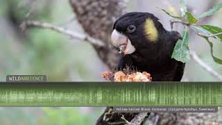 Yellowtailed Black Cockatoo Sounds and Calls [upl. by Ause815]