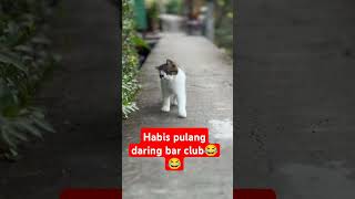 meng habis pulang mabukcat kucing tingkahkucing tingkahlucukucing [upl. by Esenej]