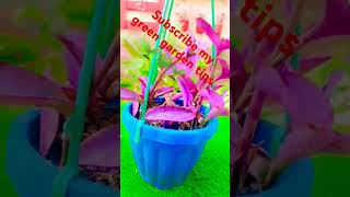 Drip irrigation kit to help plants 🌱 during scorching 😊 summersyoutubeshorts [upl. by Placia]