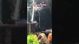 mbuna fish aquascape viralvideo reels shorts trending youtubeshorts relaxing [upl. by Fronniah]