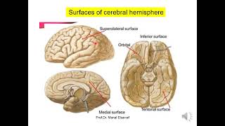 Cerebral Hemispheres  ProfDr Manal Elsawaf [upl. by Reeher]