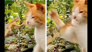 Viral Video Snake Attacks Cat  Cat Kills It With One Slap [upl. by Novelc174]