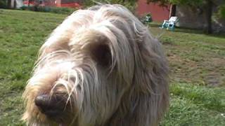 Carlo the shaggy Spinone [upl. by Eustacia]