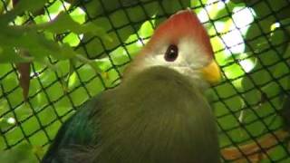 red crested turaco [upl. by Arvind]