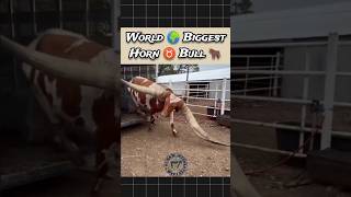 World 🌎 Biggest Horn Bull ♉🐂 bull bullvideos cow ankolewatusi shorts youtubeshorts viralvideo [upl. by Agripina]