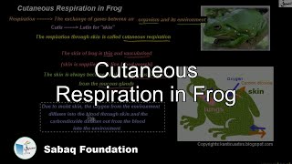 Cutaneous respiration in frog Biology Lecture  Sabaqpk [upl. by Puklich]