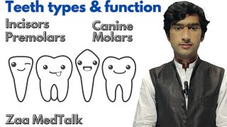 Types and function of teeth incisors  Canine  premolars  molars  permanent teeth  deciduous [upl. by Aikahs]