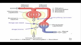 Introduction to renal physiology  GFR and Autoregulation [upl. by Vachil]