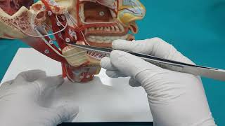 BaşBoyun Arterleri Anatomisi 2Bölüm [upl. by Freeman]