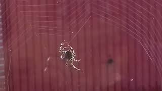 Garden Cross Spider  Araneus diadematus spinning its web 20171003081202 [upl. by Sileray]