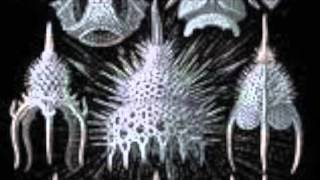 Radiolarians [upl. by Eesac]