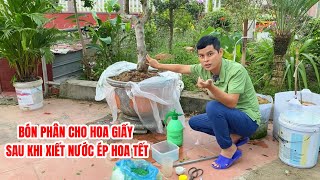 Bón phân cho Hoa Giấy sau khi xiết nước ép hoa Tết [upl. by Emyaj]