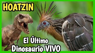 Hoatzin o Chenchena  El Último Dinosaurio Vivo [upl. by Aipotu]