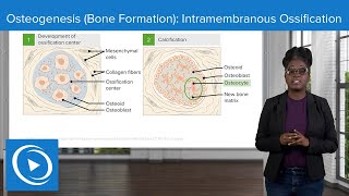 Osteogenesis Bone Formation Intramembranous Ossification – Physiology  Lecturio Nursing [upl. by Gareth]