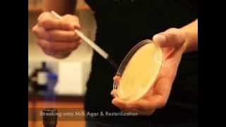 Milk Agar Test [upl. by Nevart472]