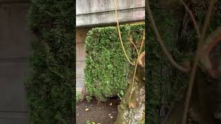 Easy garden adjustments Abelia amp Styrax landscaper gardening trees shrubs pruning [upl. by Barmen]