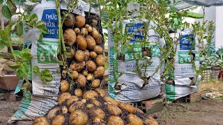 Why do potatoes grow in bags of soil have so many tubers Here is the answer [upl. by Reiniar]