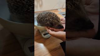 Unser Igel ist bereit für den Winterschlaf [upl. by Eahc]