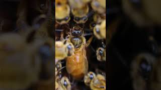 🌼 Graceful Queen Bee 🐝🍯🌿 🌼 honey ytshorts youtubeshorts shorts beefarm beehabitat honeybees [upl. by Rella987]