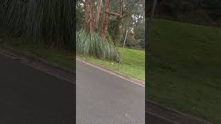 Cross Country Hike 02 Road VIC Australia shorts nature forest listen crosscountry [upl. by Atinele691]