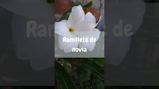 Ramillete de novia👰‍♂️viral foryou shortvideo shorts parati fyp nature fypシ゚viral [upl. by Rowan]