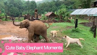 Cute And Funny Baby Elephant Videos Compilation [upl. by Noved647]