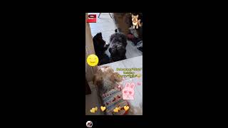 SCHNAUZER DOG TEASING YORKIE 😂FUNNY MOMENT 😂❤️🐕🐶 [upl. by Aihcats]