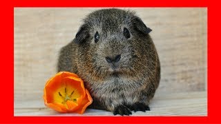 Relaxing Guinea Pig Music For Guinea Pigs 5 hrs █ to sleep calming songs for sleeping [upl. by Nairbo]