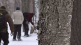 Snowshoeing in Mont Tremblant Quebec [upl. by Elenahc]