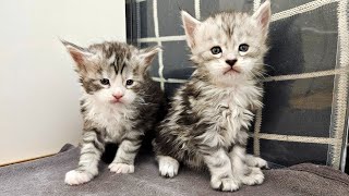 Maine Coon Kittens Are Moving Out From Their Nest [upl. by Adnarrim]