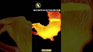 How Digestive System Works 3D Animation  facts knowledge explainedinhindi shorts fyp [upl. by Elrahc]