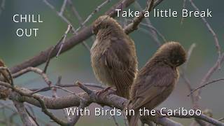 Take a Break with Birds in the Cariboo  The edge of Fields and Lakes [upl. by Aeslehs]