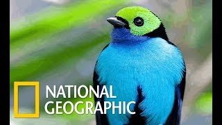 Wildlife Birds  Amazing Tropical Birds Nat Geo [upl. by Ginder]