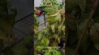 Comment récolter1000 framboises BIO dans 4 pots [upl. by Alvord]