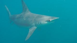 Hammerhead Shark Encounter  Cabo San Lucas [upl. by Bondy]